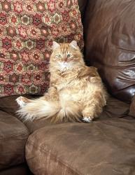 Lost Female Cat last seen La Lata Dr, Buellton, CA 93427