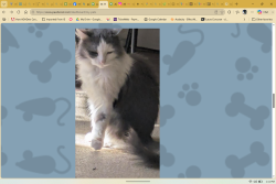Reunited Female Cat last seen Near w clay, Richmond, VA 23220