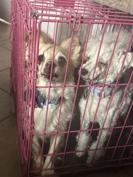 Lost Female Dog last seen Between Jarvis and Harvard , Lubbock, TX 79416