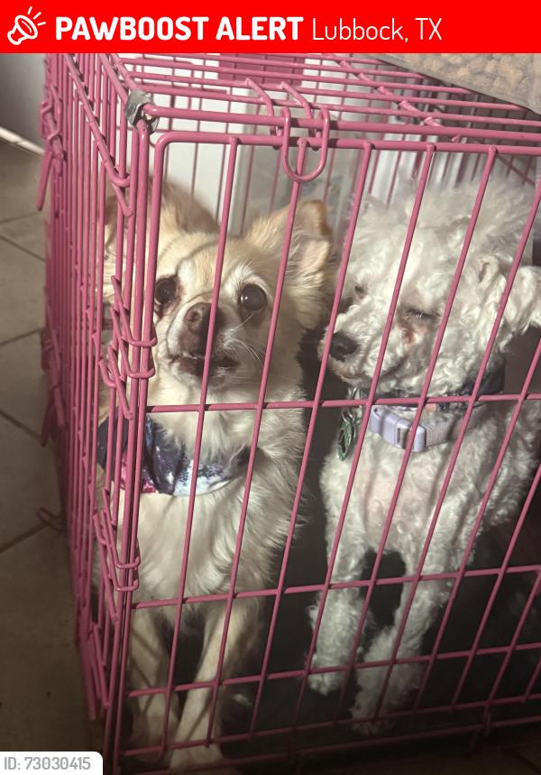Lost Female Dog last seen Between Jarvis and Harvard , Lubbock, TX 79416