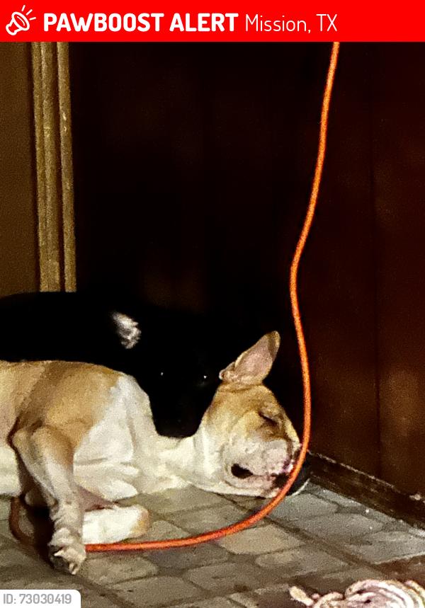 Lost Male Dog last seen Shary road and glasscock, Mission, TX 75872
