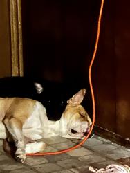 Lost Male Dog last seen Shary road and glasscock, Mission, TX 75872
