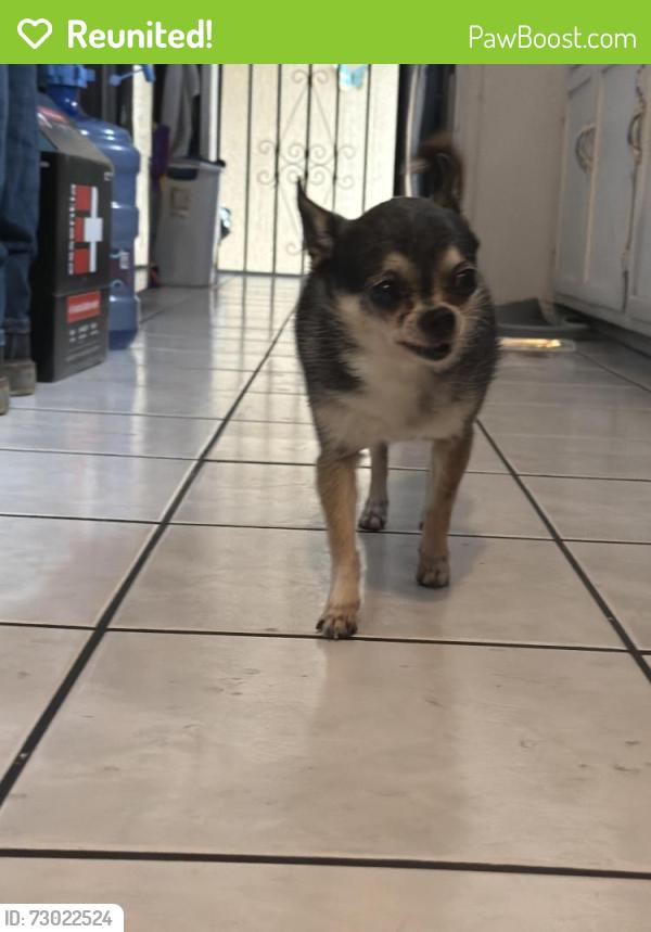 Reunited Female Dog last seen Ramona and basye st , El Monte, CA 91732