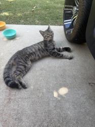 Reunited Male Cat last seen Cleveland Road, Clayton, NC, Johnston County, NC 27520