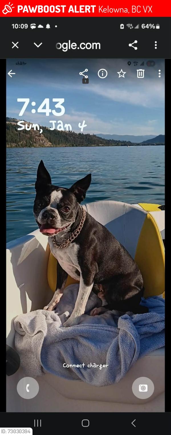 Lost Male Dog last seen Dell rd Kelowna B.C., Kelowna, BC V1X