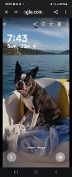 Lost Male Dog last seen Dell rd Kelowna B.C., Kelowna, BC V1X