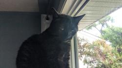 Reunited Female Cat last seen Lauderdale school, Edmonton, AB T5E 4R7