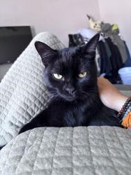 Lost Male Cat last seen Lebanon pike, Nashville, TN 37210