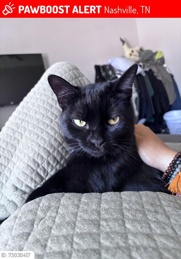 Lost Male Cat last seen Lebanon pike, Nashville, TN 37210