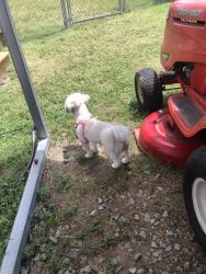 Found/Stray Female Dog last seen Erwin mill plant, Erwin, NC 28339