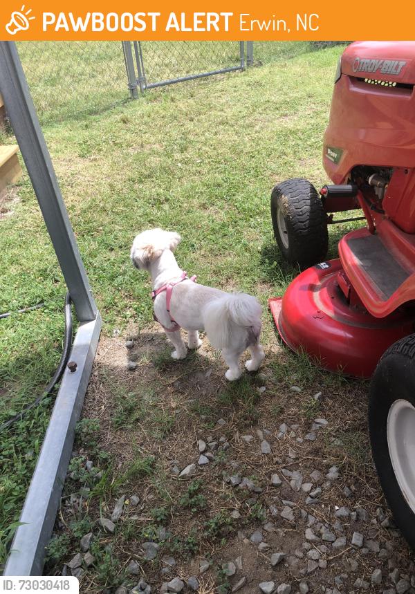 Found/Stray Female Dog last seen Erwin mill plant, Erwin, NC 28339