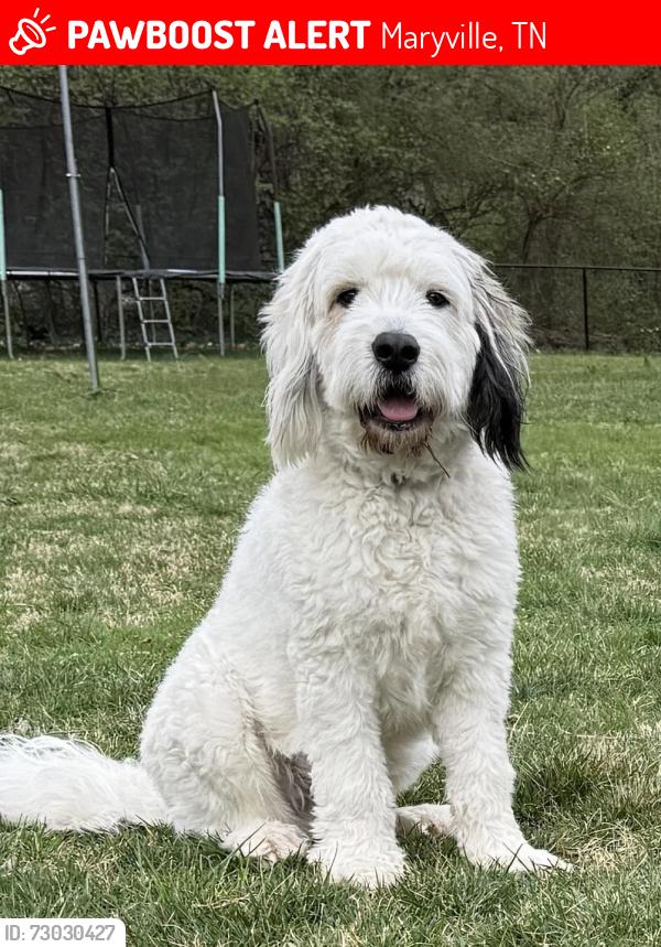 Lost Male Dog last seen Kiefer Lane and Amerine Road, Maryville, TN 37804