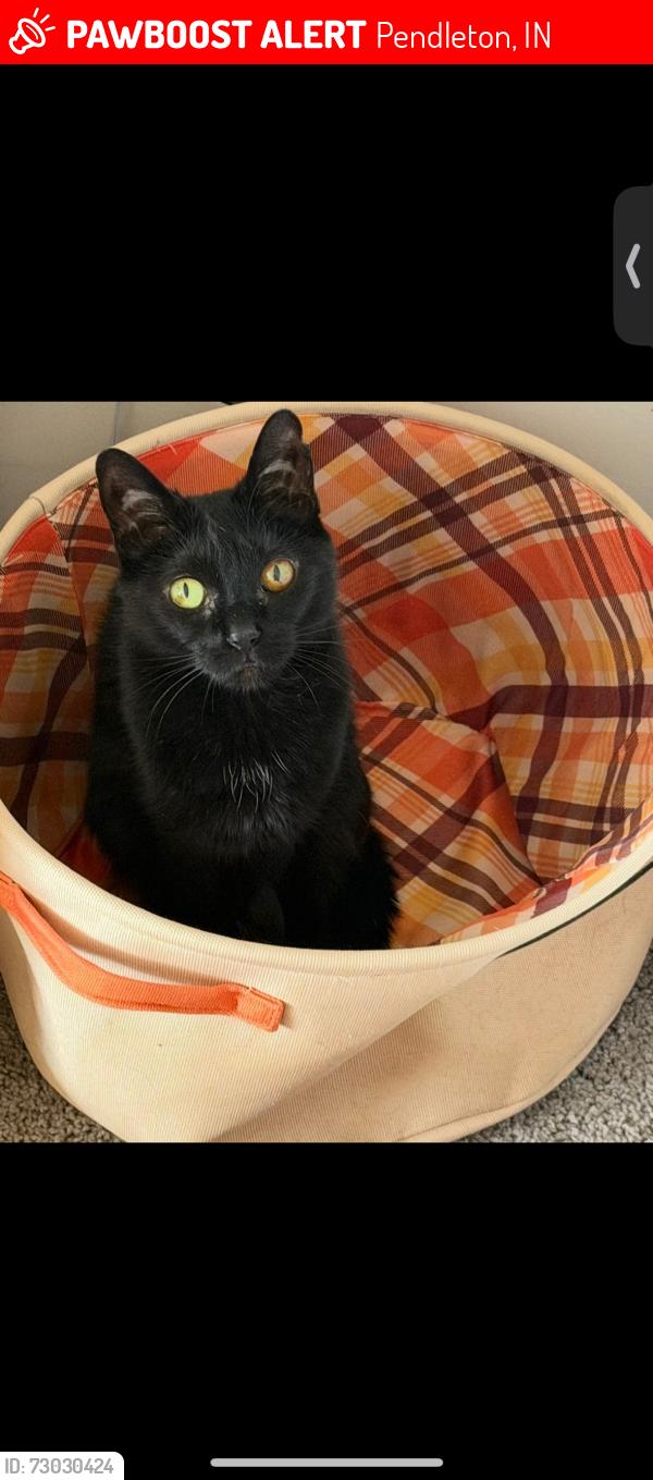 Lost Female Cat last seen End of limerick lane and mill town rd, Pendleton, IN 46064