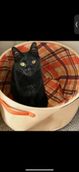 Lost Female Cat last seen End of limerick lane and mill town rd, Pendleton, IN 46064