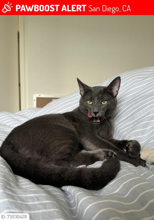 Lost Male Cat last seen Thomas and Fanuel, San Diego, CA 92109