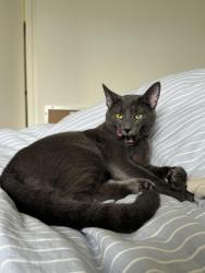 Lost Male Cat last seen Thomas and Fanuel, San Diego, CA 92109