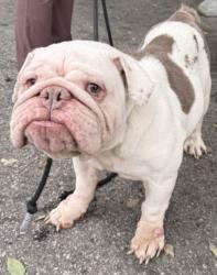 Shelter Stray Male Dog last seen , West Valley Animal Shelter, 20655 Plummer St, Chatsworth, CA 91311, USA