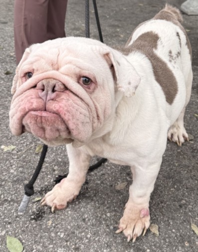 Shelter Stray Male Dog last seen , West Valley Animal Shelter, 20655 Plummer St, Chatsworth, CA 91311, USA