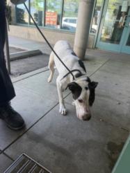 Shelter Stray Male Dog last seen , West Valley Animal Shelter, 20655 Plummer St, Chatsworth, CA 91311, USA