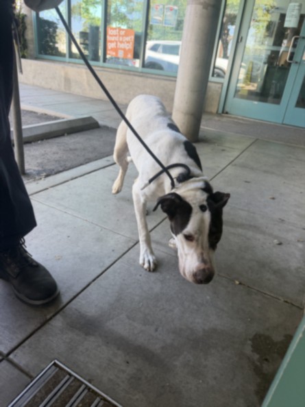 Shelter Stray Male Dog last seen , West Valley Animal Shelter, 20655 Plummer St, Chatsworth, CA 91311, USA