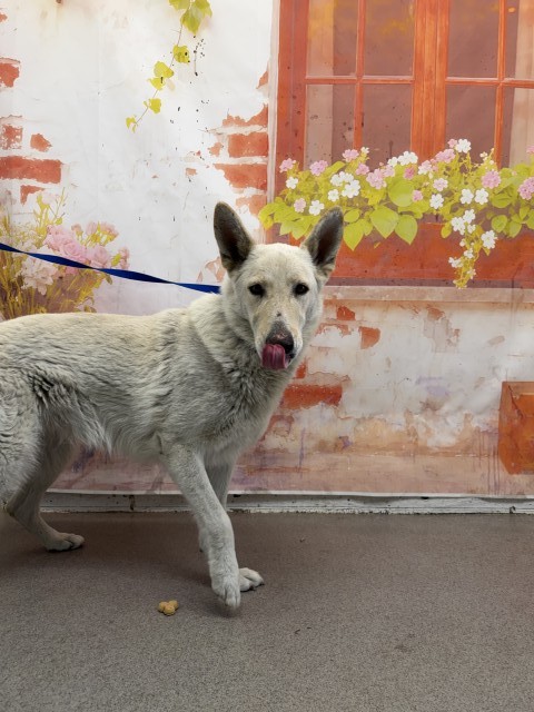 Shelter Stray Female Dog last seen SEWELL X MERRILL, 333 Chandler Pl, San Bernardino, CA 92408, USA