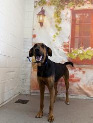 Shelter Stray Male Dog last seen PALMETTO X FOOTHILL, 333 Chandler Pl, San Bernardino, CA 92408, USA