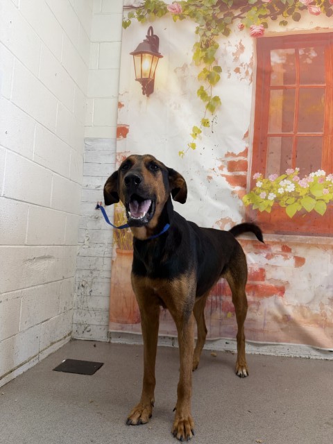 Shelter Stray Male Dog last seen PALMETTO X FOOTHILL, 333 Chandler Pl, San Bernardino, CA 92408, USA