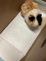 Shelter Stray Male Guinea pig last seen , 7700 E Spring St, Long Beach, CA 90815, USA