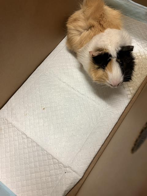 Shelter Stray Male Guinea pig last seen , 7700 E Spring St, Long Beach, CA 90815, USA