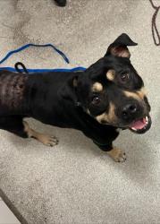 Shelter Stray Male Dog last seen DOOLITTLE/ISLAND, 1590 Fortmann Way, Alameda, CA 94501, USA