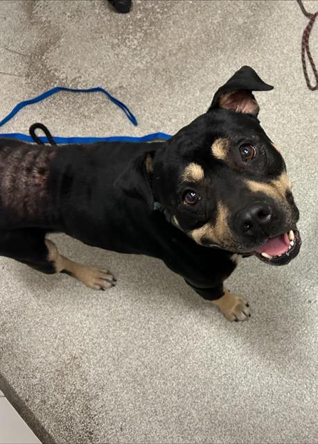 Shelter Stray Male Dog last seen DOOLITTLE/ISLAND, 1590 Fortmann Way, Alameda, CA 94501, USA