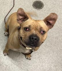 Shelter Stray Female Dog last seen DOOLITTLE/ISLAND, 1590 Fortmann Way, Alameda, CA 94501, USA