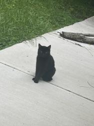 Found/Stray Unknown Cat last seen Willard st, Pontiac, MI 48342