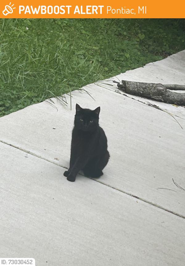 Found/Stray Unknown Cat last seen Willard st, Pontiac, MI 48342