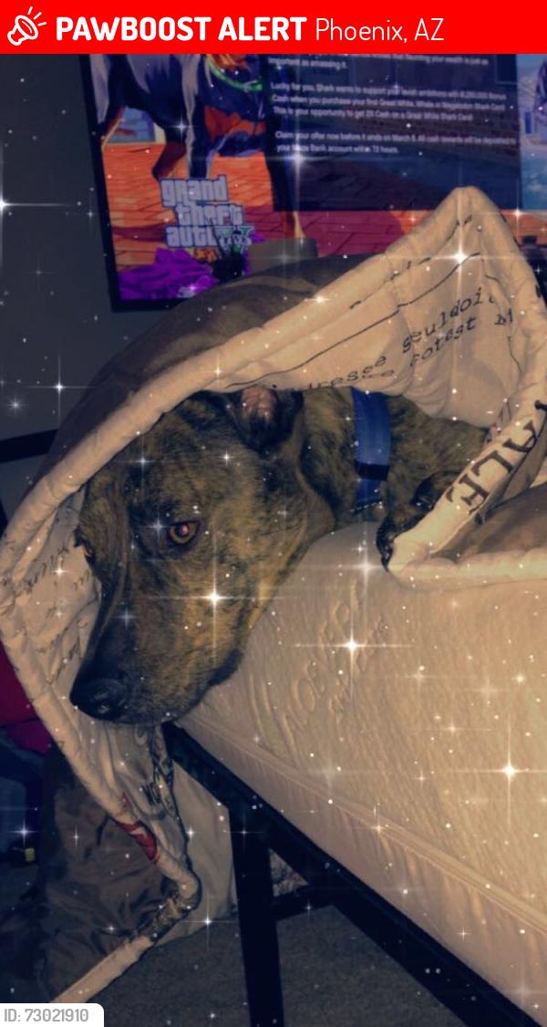 Lost Male Dog last seen 48th, Phoenix, AZ 85035