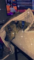 Lost Male Dog last seen 48th, Phoenix, AZ 85035