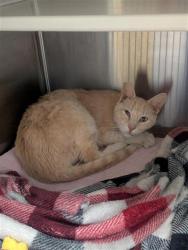 Shelter Stray Male Cat last seen BANYON TREE CT / BROWN RD, 9150 Union Park Way, Elk Grove, CA 95624, USA