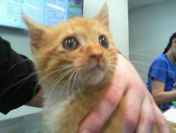 Shelter Stray Male Cat last seen CHARLOTTE, 8315 Byrum Dr, Charlotte, NC 28217, USA