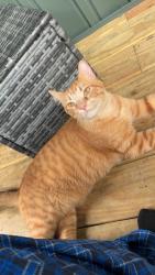 Lost Male Cat last seen Publix super market at hurricane creek rd., Chattanooga, TN 37421