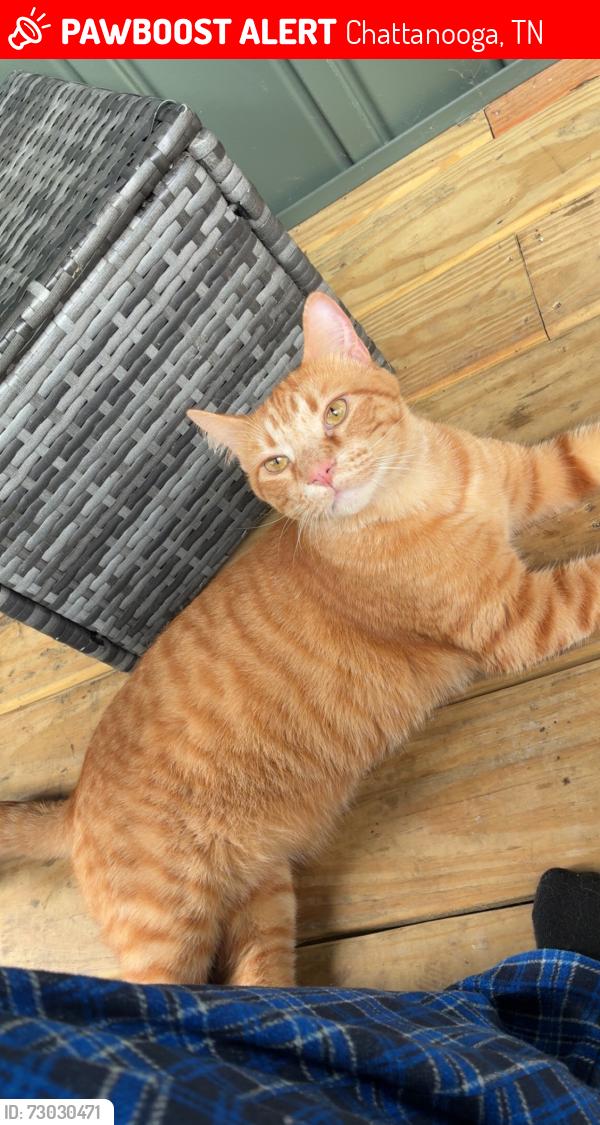 Lost Male Cat last seen Publix super market at hurricane creek rd., Chattanooga, TN 37421