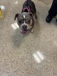 Shelter Stray Female Dog last seen LAS, 3599 NW 79th Ave, Doral, FL 33122, USA