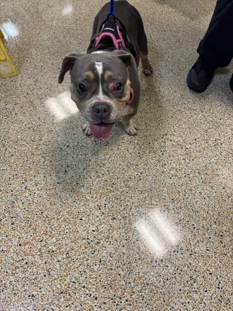 Shelter Stray Female Dog last seen LAS, 3599 NW 79th Ave, Doral, FL 33122, USA