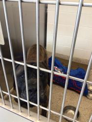 Shelter Stray Male Dog last seen RED LANE ST AND COUNTY RD 2, 12155 Park Blvd, Brighton, CO 80601, USA