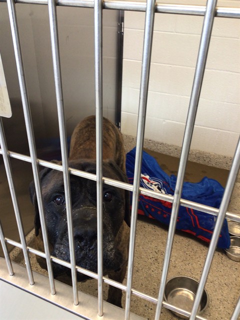 Shelter Stray Male Dog last seen RED LANE ST AND COUNTY RD 2, 12155 Park Blvd, Brighton, CO 80601, USA