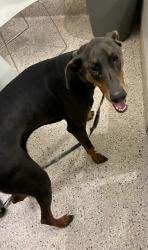 Shelter Stray Male Dog last seen I-25, 12155 Park Blvd, Brighton, CO 80601, USA