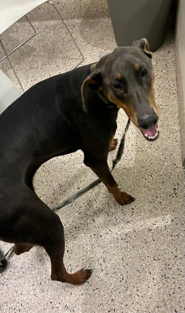 Shelter Stray Male Dog last seen I-25, 12155 Park Blvd, Brighton, CO 80601, USA
