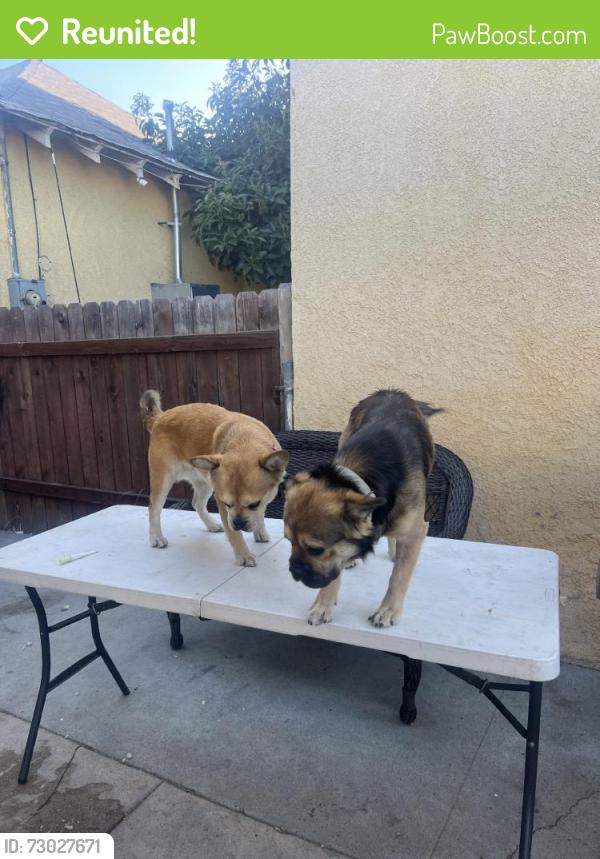Reunited Female Dog last seen Near W 66th St, Los Angeles, CA 90003, USA, Los Angeles, CA 90003