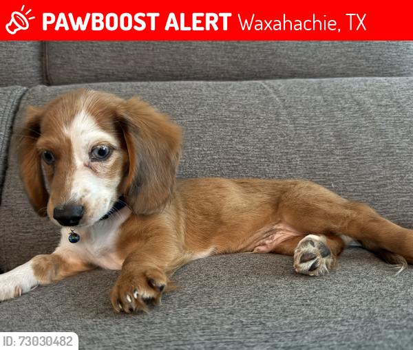 Lost Male Dog last seen Sterrett rd and Patrick road , Waxahachie, TX 75167