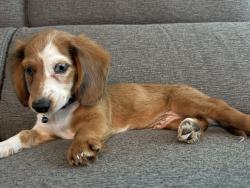Lost Male Dog last seen Sterrett rd and Patrick road , Waxahachie, TX 75167