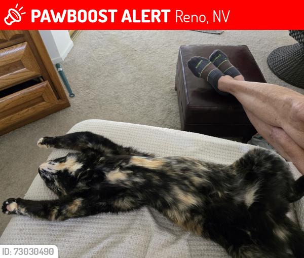 Lost Female Cat last seen Robb Grace church, Reno, NV 89523